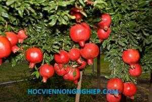 Cung cấp giống cây lựu lùn ấn độ