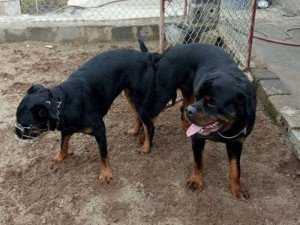 Trại Rottweiler Đức Dòng Đại Bình Dương