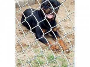 Trại Rottweiler Đức Dòng Đại Bình Dương