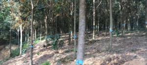 Bán rẫy 1,6 ha cao su mới mở miệng Đồng Tiến