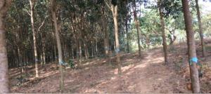 Bán rẫy 1,6 ha cao su mới mở miệng Đồng Tiến