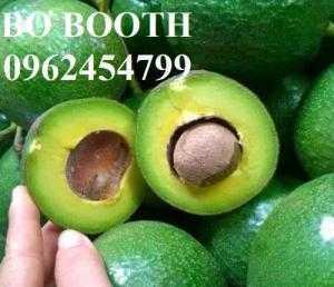 Địa chỉ cung cấp các loại giống cây bơ, bơ sáp, bơ booth, bơ 034, bơ hass chuẩn giống f1