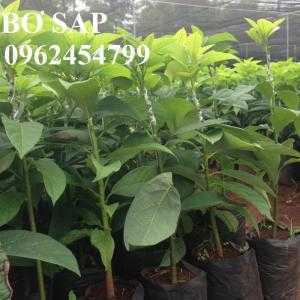 Địa chỉ cung cấp các loại giống cây bơ, bơ sáp, bơ booth, bơ 034, bơ hass chuẩn giống f1