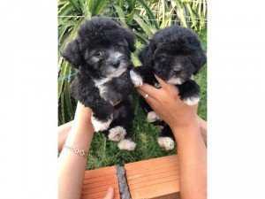 poodle nhà đẻ