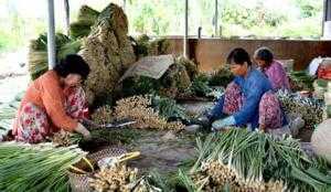 Giống xa nhân tím