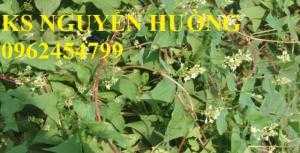 Bán cây hà thủ ô làm thuốc, địa chỉ cung cấp các loại cây giống chất lượng - giao cây toàn quốc