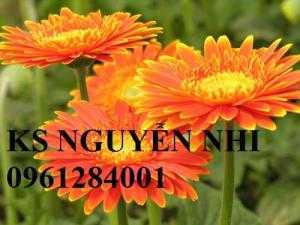Bán hoa đồng tiền chơi Tết, địa chỉ bán giống hoa chất lượng uy tín - giao cây toàn quốc