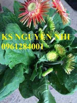 Bán hoa đồng tiền chơi Tết, địa chỉ bán giống hoa chất lượng uy tín - giao cây toàn quốc