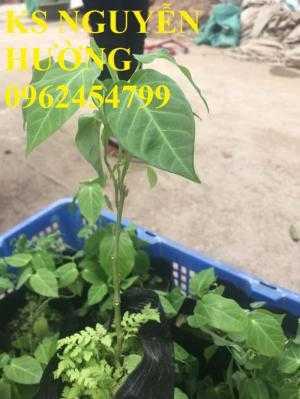 Bán cây giống chanh leo ngọt colombia cây giống chuẩn f1 - giao cây toàn quốc