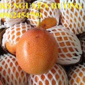 Bán cây giống chanh leo ngọt colombia cây giống chuẩn f1 - giao cây toàn quốc