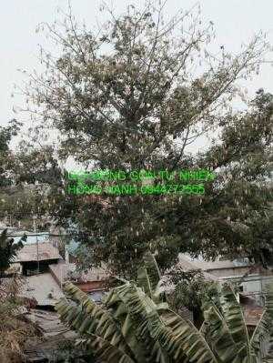 Gối bông gòn trái