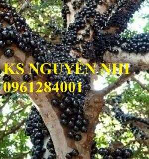 Cung cấp cây giống nho thân gỗ chất lượng chuẩn giống, giao cây toàn quốc