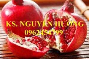 Địa cung cấp số lượng lớn cây giống ăn quả, cây giống lựu lùn ấn độ chuẩn giống chất lượng. giao cây toàn quốc