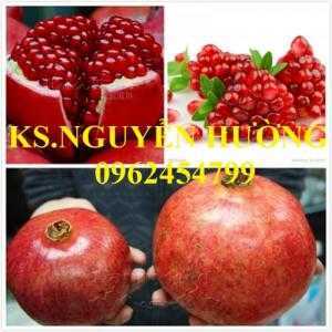 Địa cung cấp số lượng lớn cây giống ăn quả, cây giống lựu lùn ấn độ chuẩn giống chất lượng. giao cây toàn quốc