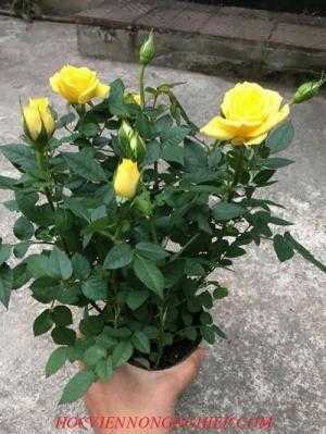 Hồng Mini siêu nụ cho mọi nhà