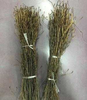 Đỗ quyên ngủ đông siêu chuẩn ,chuyên sỉ lẻ