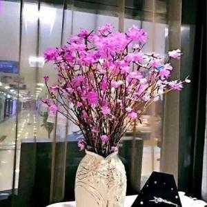 Đỗ quyên ngủ đông siêu chuẩn ,chuyên sỉ lẻ