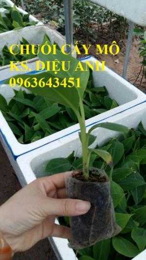Địa chỉ cung cấp cây giống chuối cấy mô chuối tiêu hồng, chuối laba, chuối già Nam Mỹ, chuối già lùn chuẩn, uy tín, chất lượng
