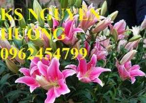 Địa chỉ cung cấp số lượng lớn hoa lyly, hoa lyly cao, hoa lyly lùn chơi tết chuẩn chất lượng