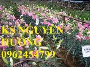 Địa chỉ cung cấp số lượng lớn hoa lyly, hoa lyly cao, hoa lyly lùn chơi tết chuẩn chất lượng