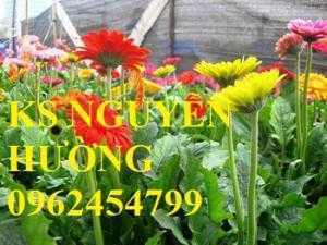 Hoa đồng tiền lùn, hoa đồng tiền cao siêu nụ, bông đại. Địa chỉ cung cấp số lượng lớn hoa cây cảnh chơi tết
