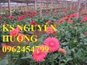 Hoa đồng tiền lùn, hoa đồng tiền cao siêu nụ, bông đại. Địa chỉ cung cấp số lượng lớn hoa cây cảnh chơi tết
