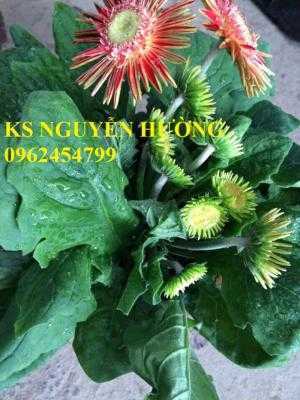 Hoa đồng tiền lùn, hoa đồng tiền cao siêu nụ, bông đại. Địa chỉ cung cấp số lượng lớn hoa cây cảnh chơi tết