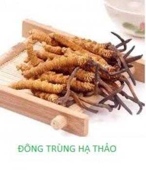 Nguyên liệu chiết xuất Cordyscep Extract