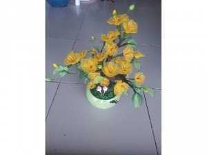 Chậu mai trưng Tết