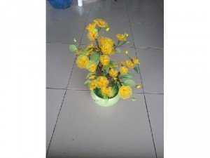 Chậu mai trưng Tết