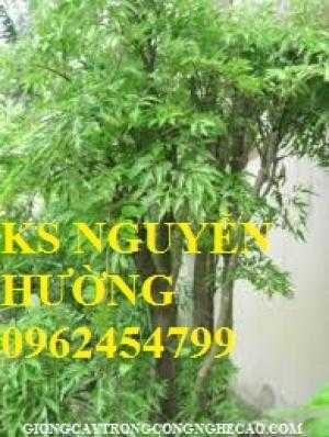 Cây giống đinh lăng,rễ đinh lăng, lá đinh lăng. địa chỉ cung cấp cây giống chất lượng - giao cây toàn quốc