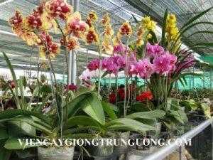Bán hoa lan hồ điệp chuẩn giống đẹp. mê li, hoa tết