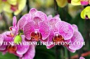 Bán hoa lan hồ điệp chuẩn giống đẹp. mê li, hoa tết