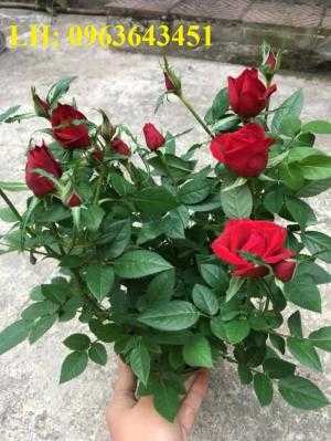 Chuyên sỉ, lẻ hoa hồng tezza, hoa hồng ngoại lùn, chậu hoa hồng tezza, hồng ngoại mini chuẩn, uy tín, chất lượng
