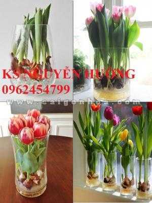 Cung cấp hoa tuylip thành phẩm chơi tết. kỹ thuật trồng và chăm sóc hoa tuylip nở đúng dịp Tết