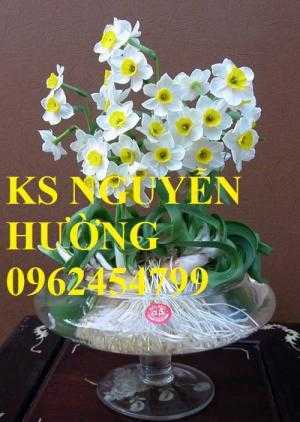 Hoa thủy tiên. kỹ thuật trồng và chăm sóc hoa thủy tiên. địa chỉ cung cấp hoa cây cảnh toàn quốc