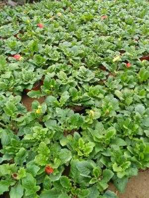 Hoa đồng tiền chơi Tết