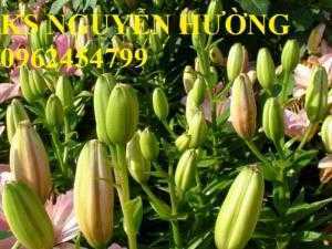 Hoa lyly, ý nghĩa hoa lyly, những điều bí ẩn cần khám phá hoa lyly