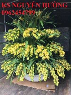 Hoa địa lan, địa lan chơi Tết, địa chỉ cung cấp hoa cây cảnh toàn quốc