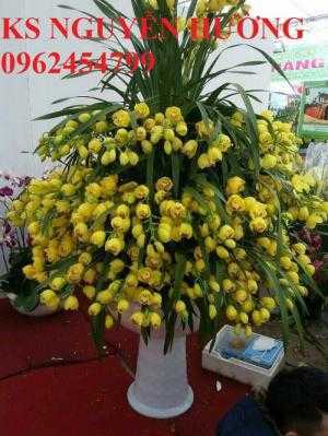 Hoa địa lan, địa lan chơi Tết, địa chỉ cung cấp hoa cây cảnh toàn quốc