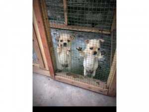 Bán chó chihuahua
