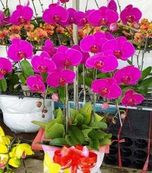 Hoa Lan Hồ Điệp