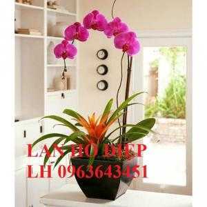 Cung cấp lan hồ điệp phục vụ tết, nhận ghép chậu theo yêu cầu, đảm bảo hoa đẹp, chất lượng cao