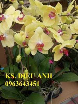 Cung cấp lan hồ điệp phục vụ tết, nhận ghép chậu theo yêu cầu, đảm bảo hoa đẹp, chất lượng cao