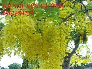 Muồng hoàng yến, osaka. địa chỉ cung cấp hoa cây cảnh toàn quốc