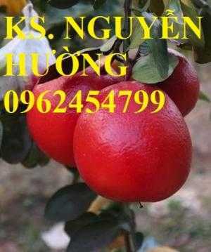 Mua cây giống bưởi đỏ luận văn ở đâu chuẩn giống, cây giống chất lượng. địa chỉ cung cấp cây giống uy tín - giao cây toàn quốc