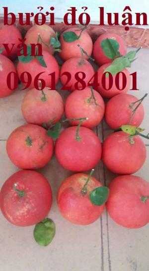 Mua cây giống bưởi đỏ luận văn ở đâu chuẩn giống, cây giống đảm bảo chất lượng, địa chỉ cung cấp cây giống uy tín