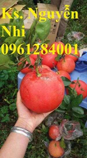 Mua cây giống bưởi đỏ luận văn ở đâu chuẩn giống, cây giống đảm bảo chất lượng, địa chỉ cung cấp cây giống uy tín