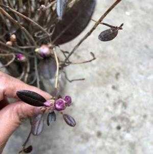 Giống hoa đỗ quyên khô, đỗ quyên ngủ đông.