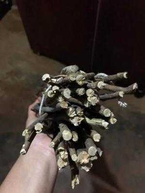 Giống hoa đỗ quyên khô, đỗ quyên ngủ đông.